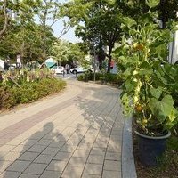 유성온천 야외 족욕체험장